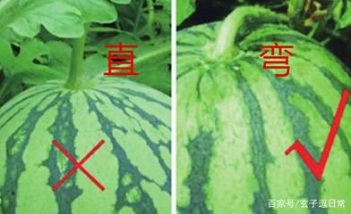 教你轻松挑选西瓜的秘诀——不用敲也能选到甜瓜！