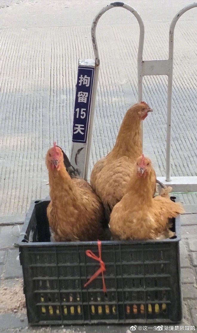 西瓜视频上怎么举报视频？轻松维护优质观看环境！